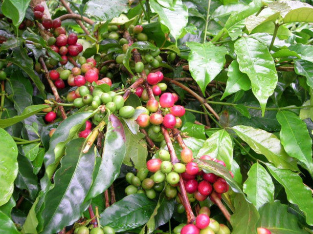 インドネシア マンデリン トバ湖