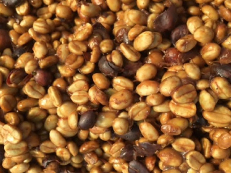 コスタリカ ジャガー ハニー