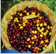 メキシコ ハニーオアハカ ペタテドライ