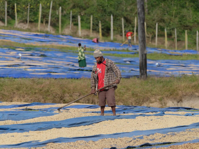 パプアニューギニア ボカ農園