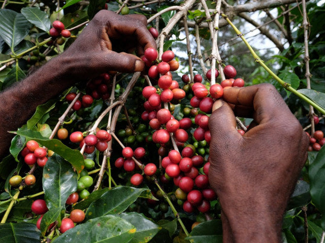 パプアニューギニア ボカ農園
