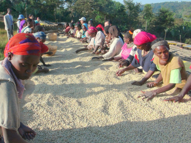 エチオピア イルガチェフェ G1 コンガ農協