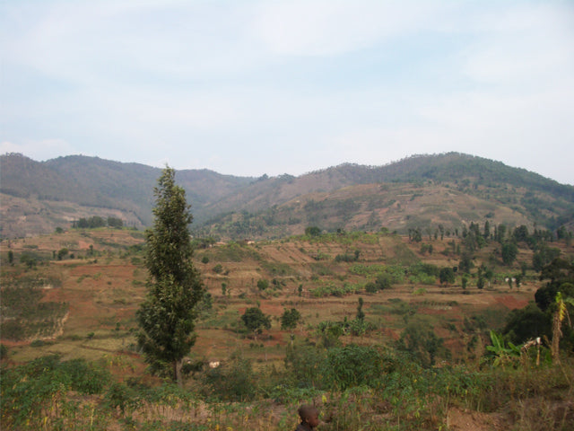 ルワンダ シンビ・CWS