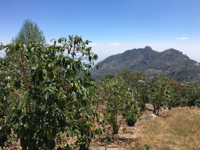 ホンジュラス テパングアレ農園 アナエロビック