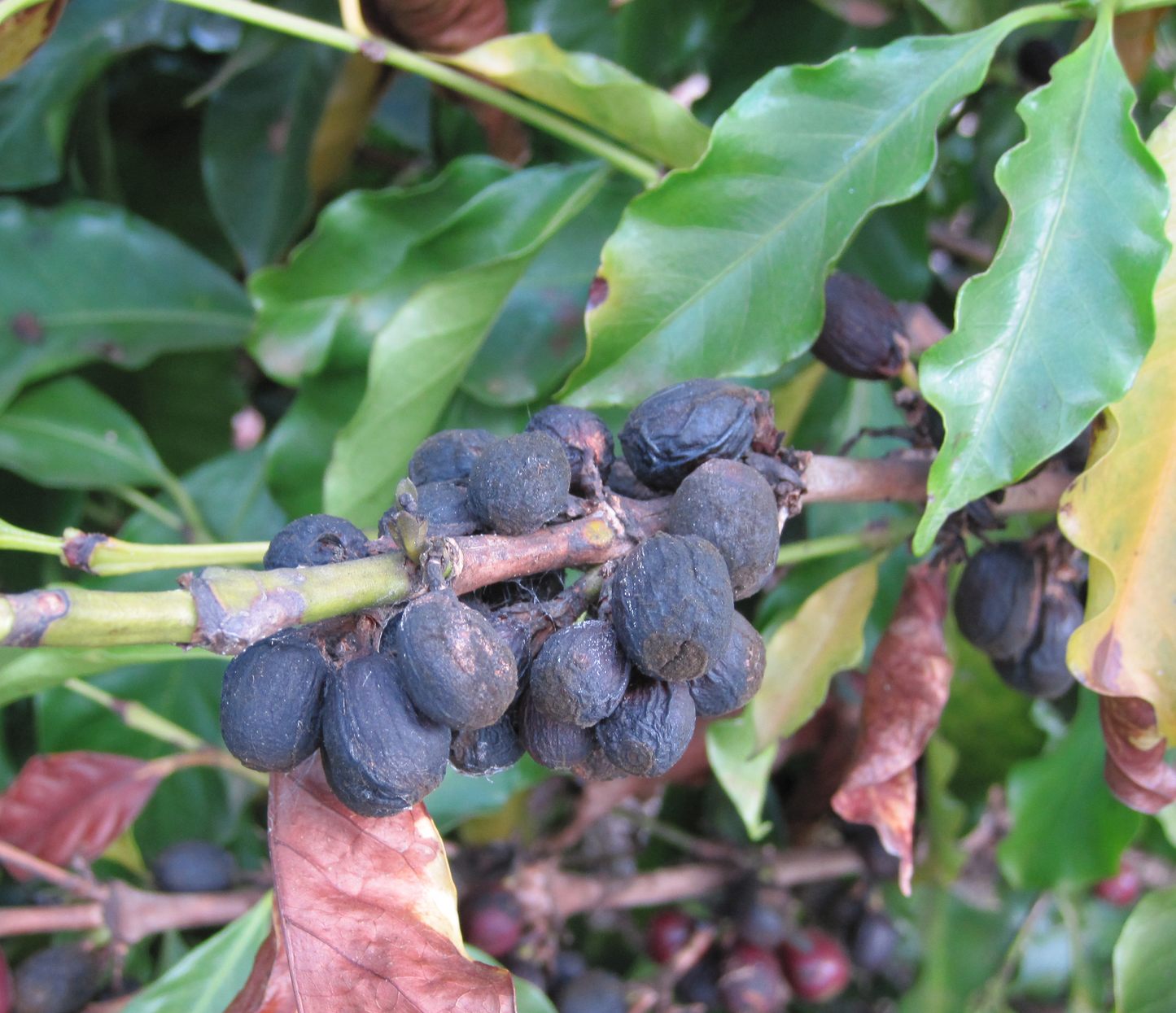 ブラジル ブルボンアマレロ ボンジャルディン農園