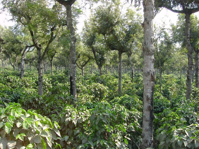 グアテマラ アンティグア SHB アゾテア農園