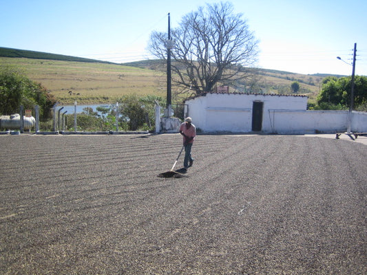 ブラジル ブルボンアマレロ ボンジャルディン農園