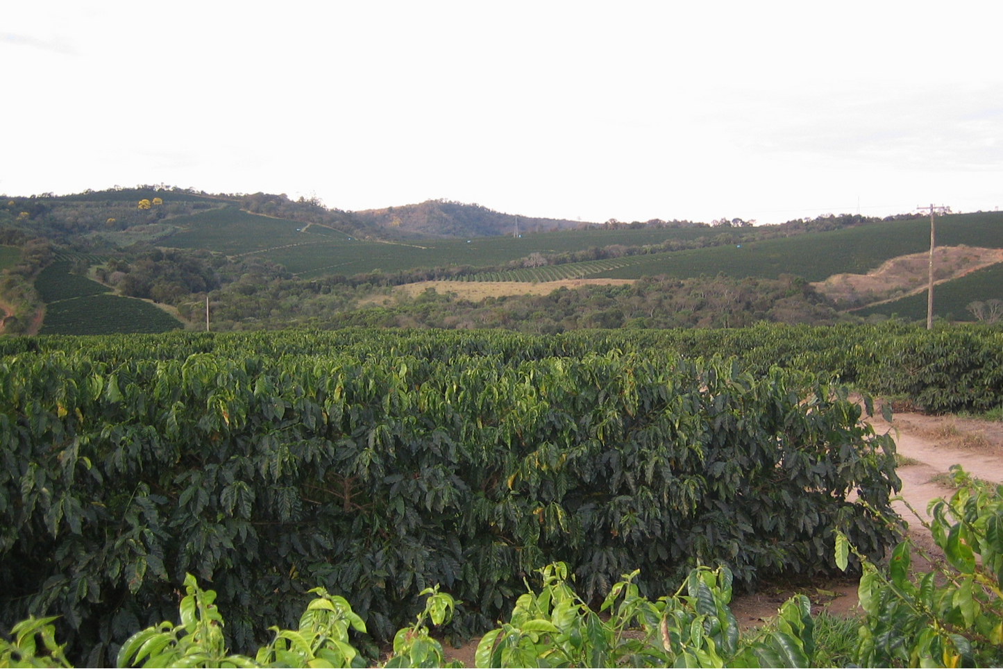 ブラジル ブルボンアマレロ ボンジャルディン農園