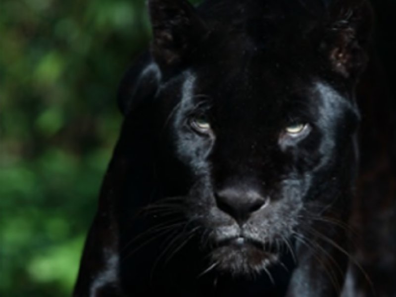 コスタリカ ジャガー ハニー