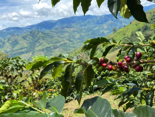 コロンビア トリマ El Vino Asuprasar農協