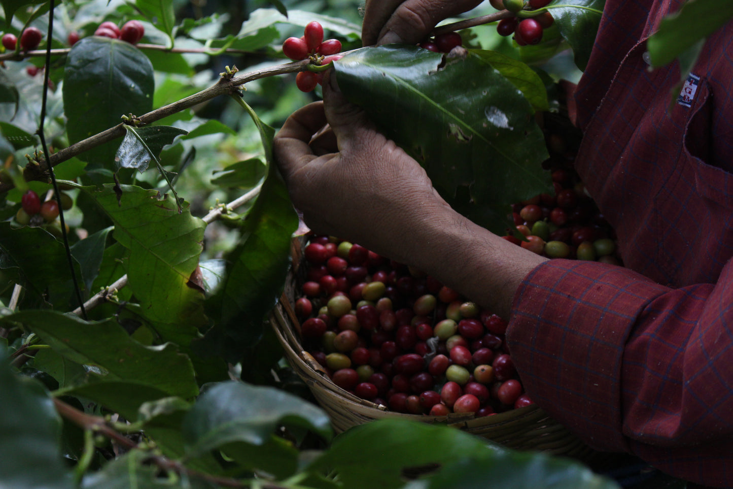 メキシコ ハニーオアハカ ペタテドライ