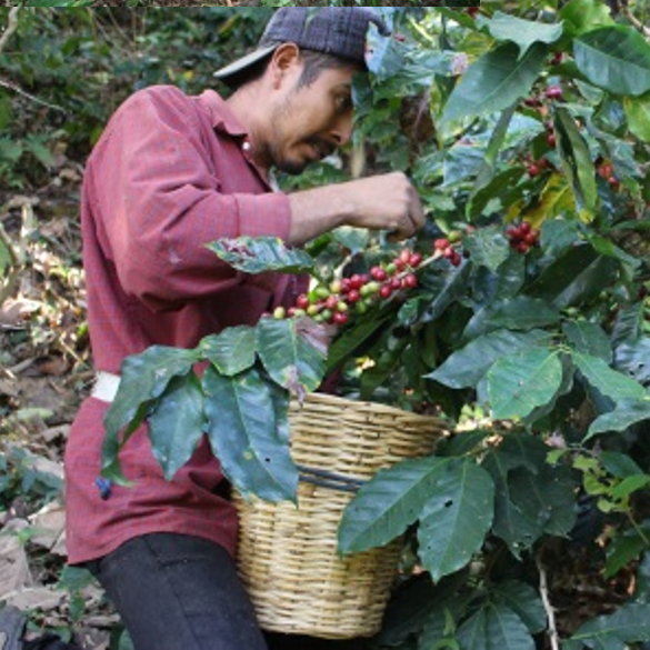 メキシコ ハニーオアハカ ペタテドライ